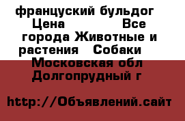 француский бульдог › Цена ­ 40 000 - Все города Животные и растения » Собаки   . Московская обл.,Долгопрудный г.